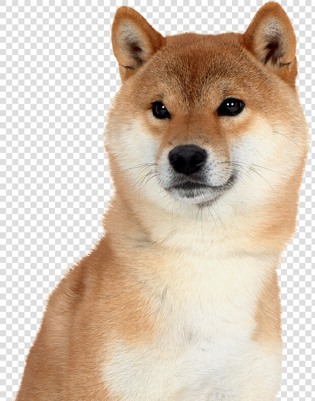 Shiba Inu Png   ผล ไม้ ที่ หมา กิน ได้  Transparent PngTransparent PNG