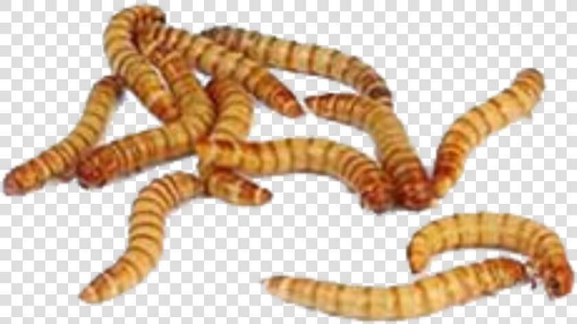 Maggot Png   Meal Worm  Transparent PngTransparent PNG