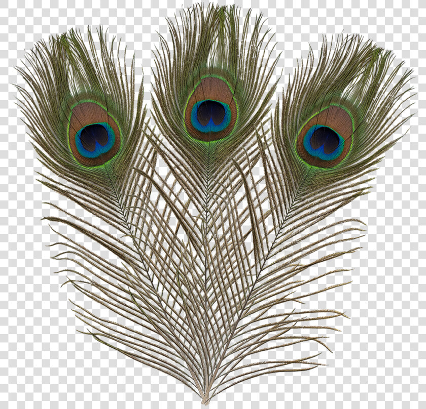 Ef 017 Peacock Feathers   Flightless Bird  HD Png DownloadTransparent PNG