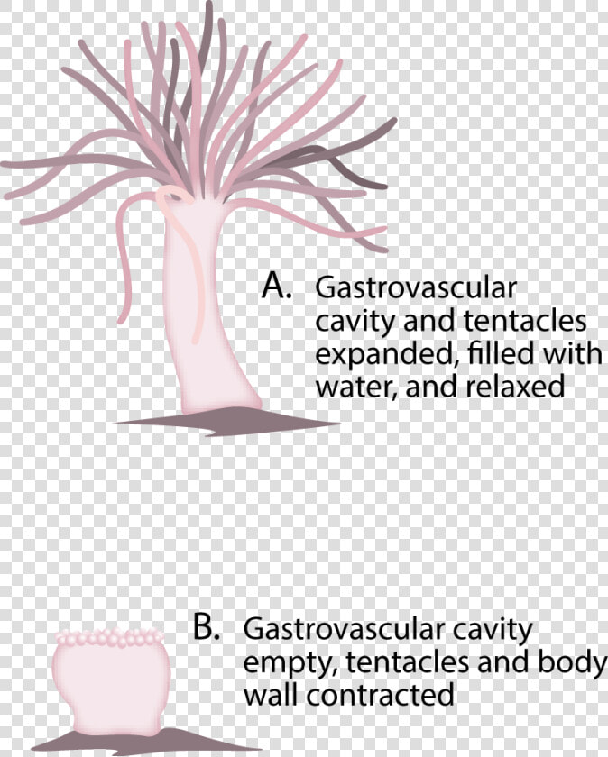 Hydrostatic Skeleton In Sea Anemone  HD Png DownloadTransparent PNG