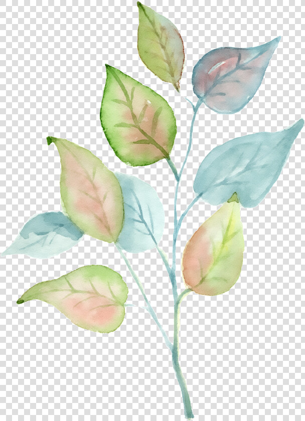 Transparent Tricolor Png   Rose  Png DownloadTransparent PNG