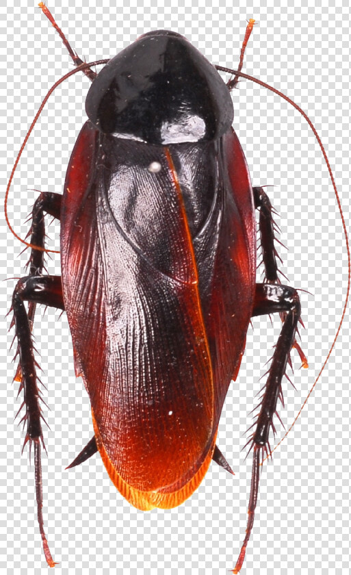 Roach Png Image  Transparent PngTransparent PNG