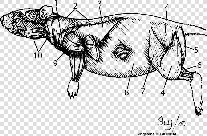 Sheet Rat Dissection   Muscular System Of A Mouse  HD Png DownloadTransparent PNG