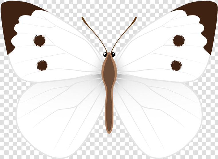 Pieridae  HD Png DownloadTransparent PNG