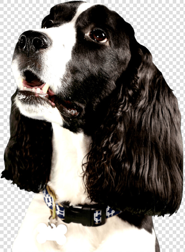 Cute Dog Looking Right At You With Big Brown Eyes   Dog Looking Right Png  Transparent PngTransparent PNG