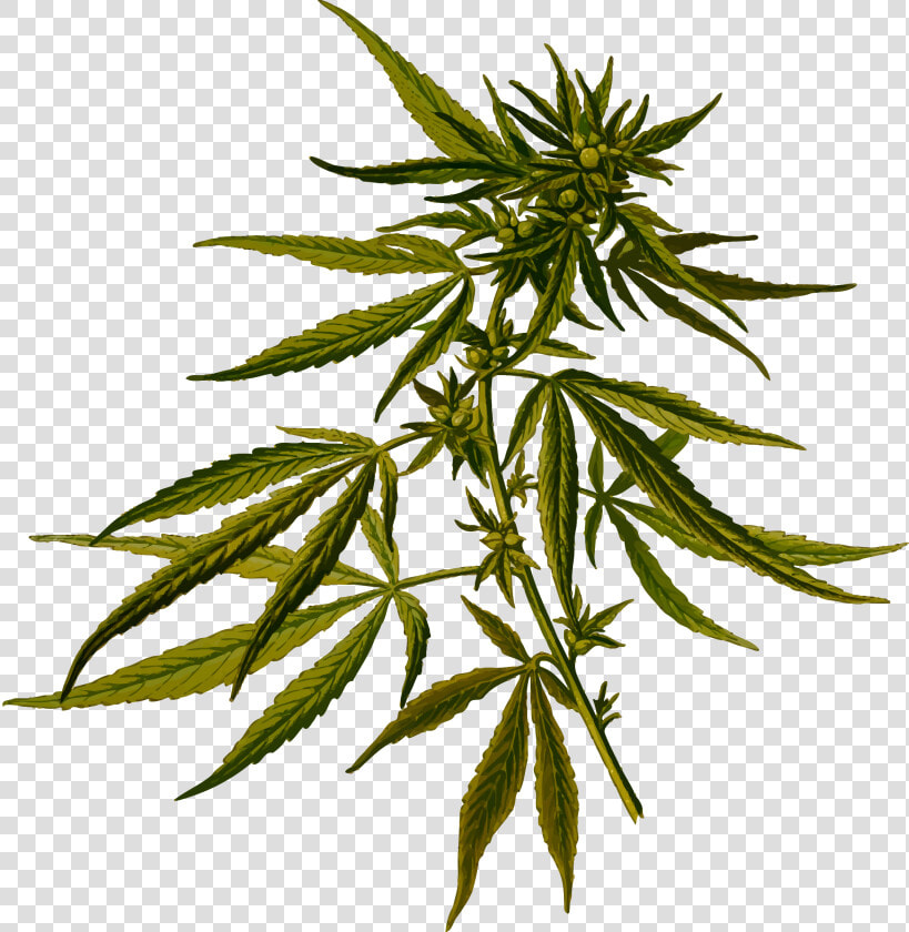 Cannabis Clip Arts   Cannabis Sativa  HD Png DownloadTransparent PNG