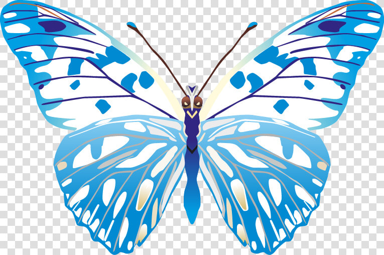 Butterfly Png Images Png   Butterfly Vector Images Png  Transparent PngTransparent PNG