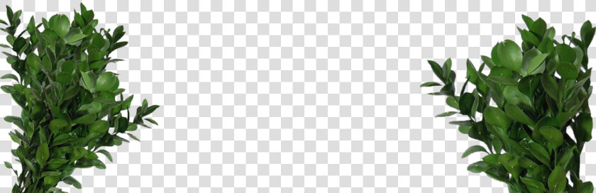 Pigeons And Doves  HD Png DownloadTransparent PNG