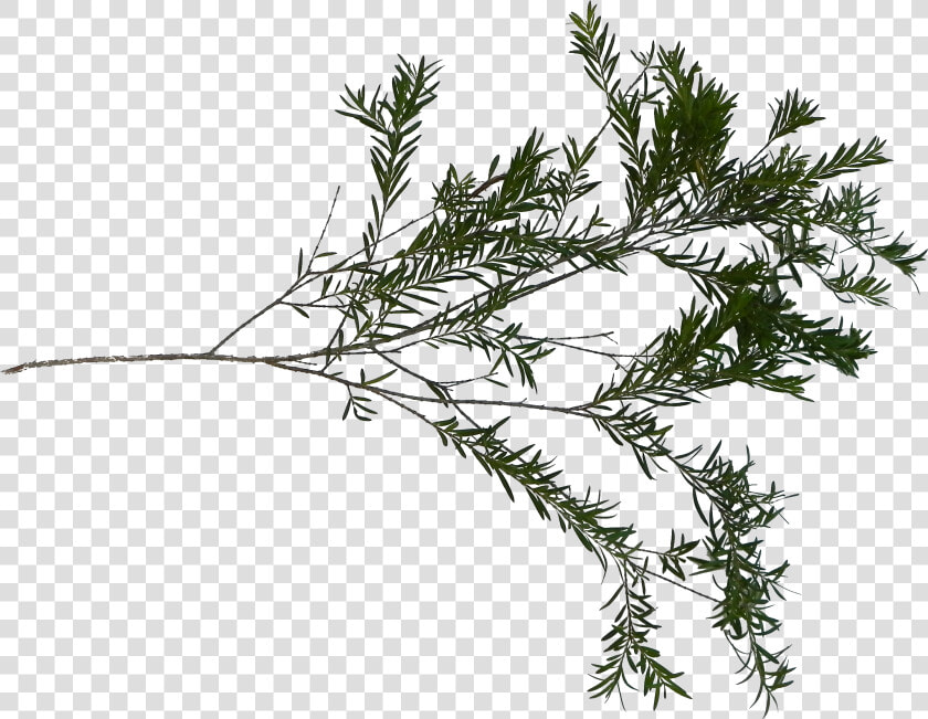 Pond Pine  HD Png DownloadTransparent PNG