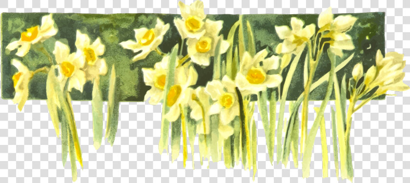 Transparent Daffodils Clipart   Narcissus  HD Png DownloadTransparent PNG