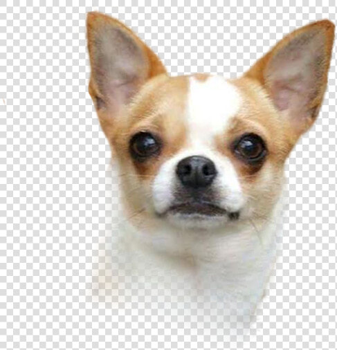 Corgi chihuahua Puppy Dog Breed Companion Dog  HD Png DownloadTransparent PNG