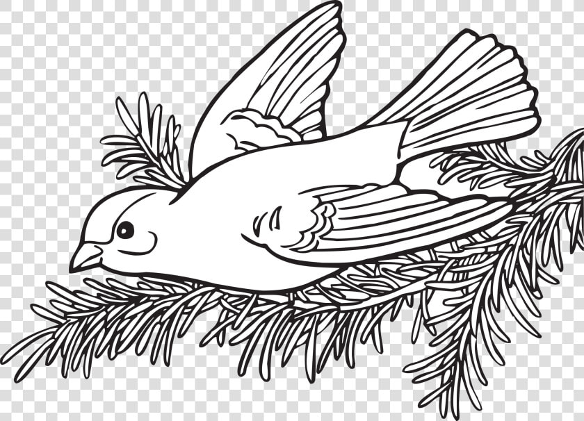 Coloring Book Willow Goldfinch Clip Arts   Coloring Book Transparent  HD Png DownloadTransparent PNG