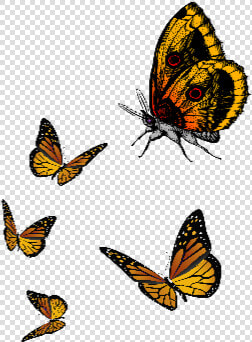  ftestickers  butterfly  cute  fly  yellow   Unique Cartoon Cute Butterfly Png  Transparent PngTransparent PNG