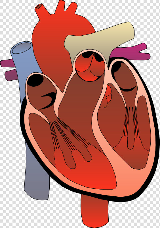 Clip Art Anatomy Human For   Medical Heart Clip Art  HD Png DownloadTransparent PNG