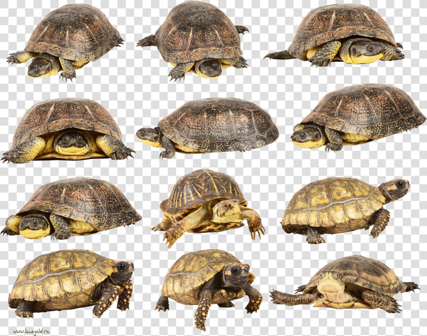 Turtle Png   Turtle  Transparent PngTransparent PNG