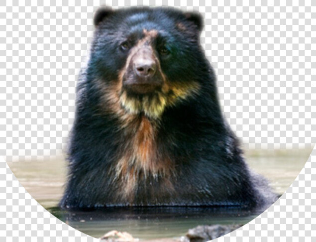 Tremarctos Ornatus Spectacled Bear   Oso De Anteojos Png  Transparent PngTransparent PNG