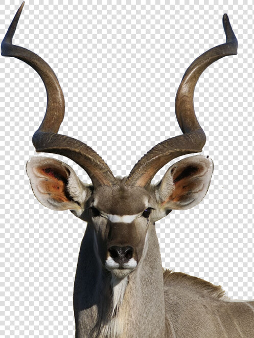 Cx   Antelope Shofar  HD Png DownloadTransparent PNG