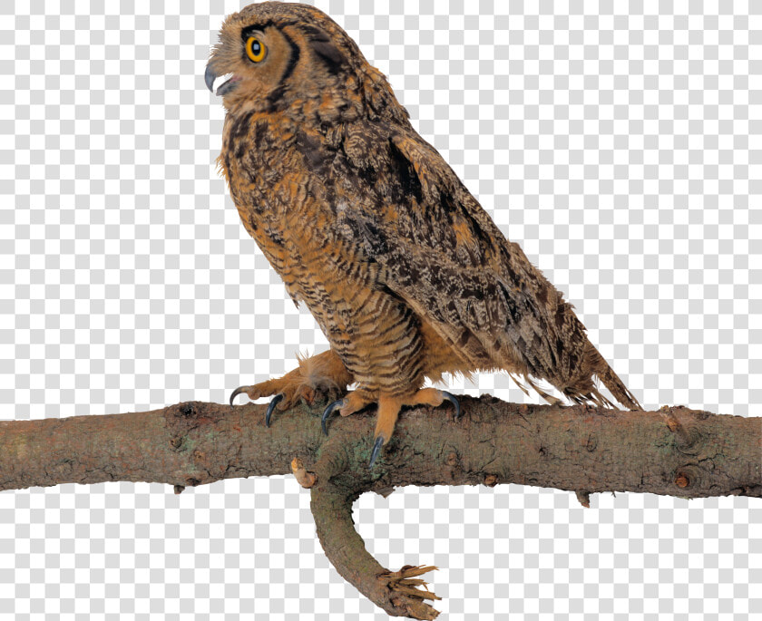Owl Background Owls Transparent   飞 鹰 图片  HD Png DownloadTransparent PNG