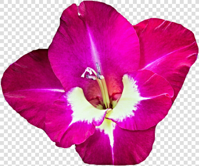 Download Gladiolus Png Free Download   Clip Art Free Gladiolus  Transparent PngTransparent PNG
