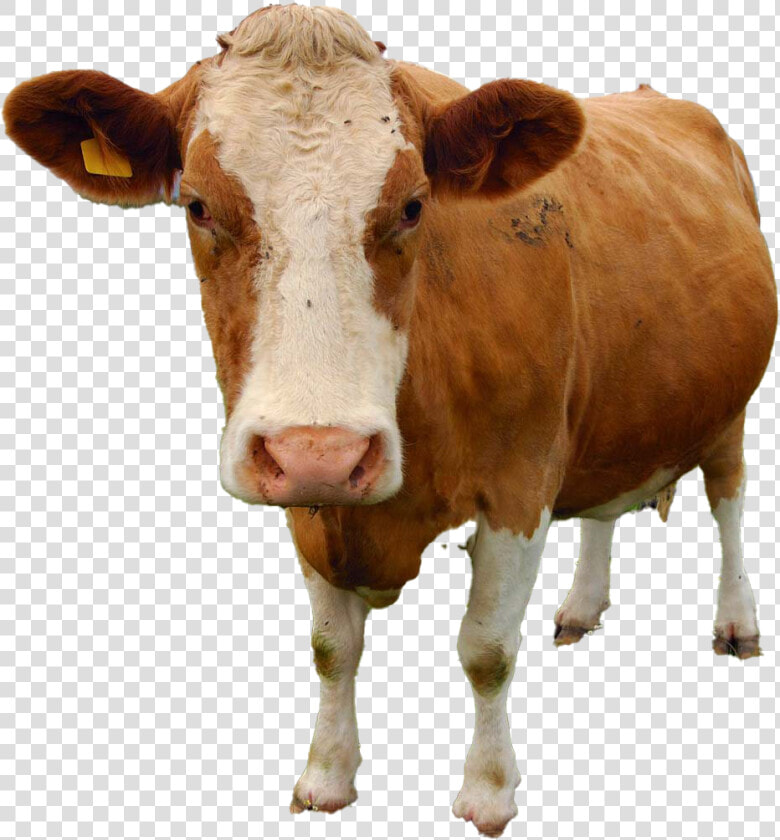 Cow Png Free Download   Hewan Yang Tidak Mengalami Metamorfosis  Transparent PngTransparent PNG
