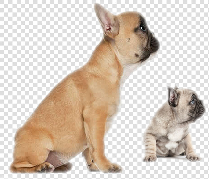 Clip Art Faramula Your Formula For   Transparent Cartoons   5 Months Old French Bulldog  HD Png DownloadTransparent PNG