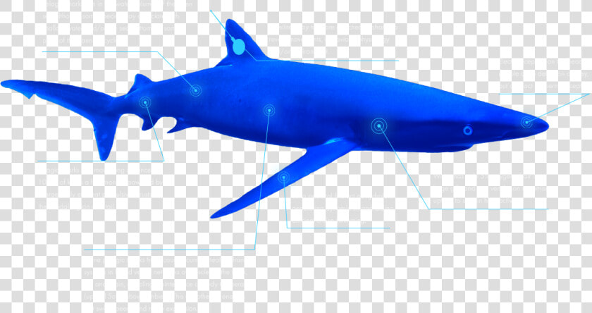 The Global Shark Movement Project   Great White Shark  HD Png DownloadTransparent PNG