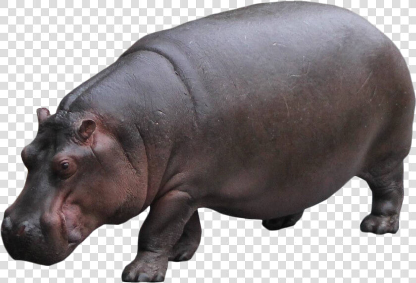 Hippo Standing Png Image  Transparent PngTransparent PNG