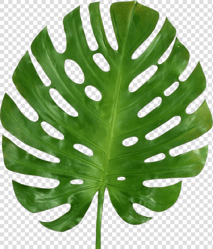 Transparent Monstera Leaf Png  Png DownloadTransparent PNG