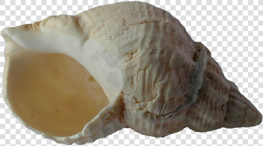 Caracola Alta Resolucion Png  Transparent PngTransparent PNG