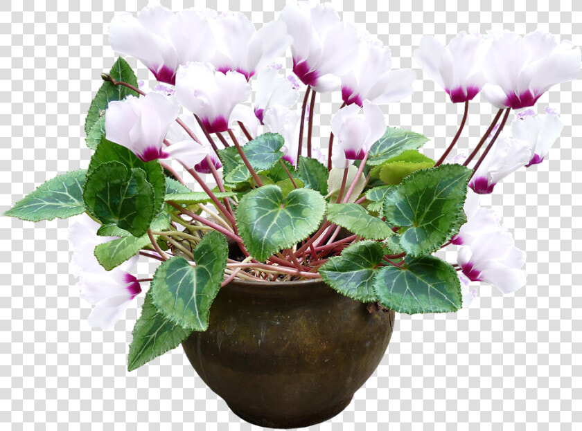 Cyclamen  White  Pot  Plant   Flower Pot Without Background  HD Png DownloadTransparent PNG