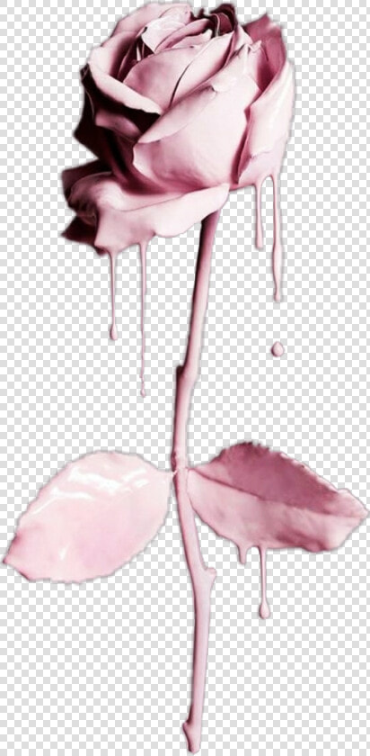  flower  flowers  rose  liquid  drip  dripping  water   Flowers Dripping With Water  HD Png DownloadTransparent PNG