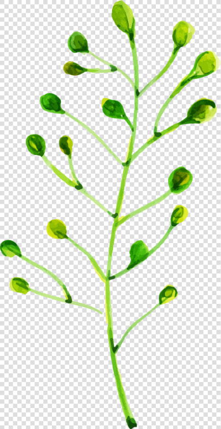 Vascular Plant  HD Png DownloadTransparent PNG