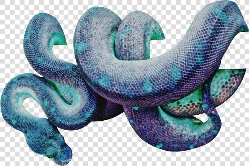 Snake Wrapped Around Png  Transparent PngTransparent PNG