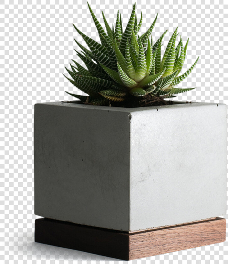 Planter Concrete And Walnut   Concrete Succulent Planter Png  Transparent PngTransparent PNG