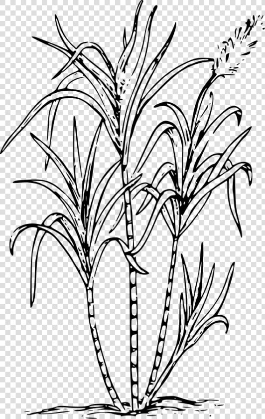Sugar Cane Svg Clip Arts   Sugar Cane Coloring Page  HD Png DownloadTransparent PNG