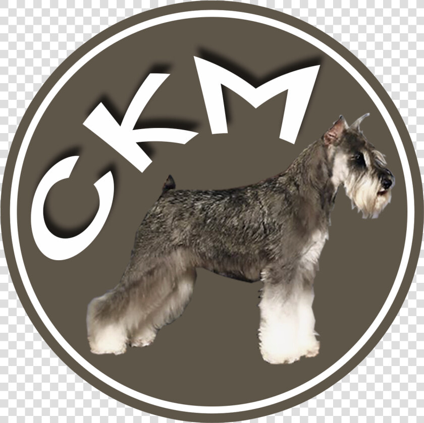 Standard Schnauzer  HD Png DownloadTransparent PNG