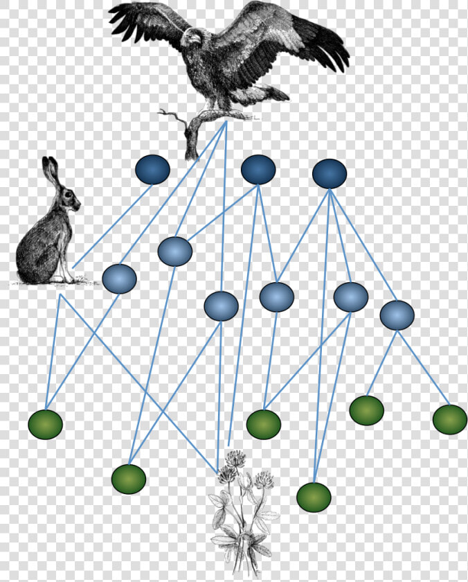 Transparent Ecology Png   Ecological Networks  Png DownloadTransparent PNG