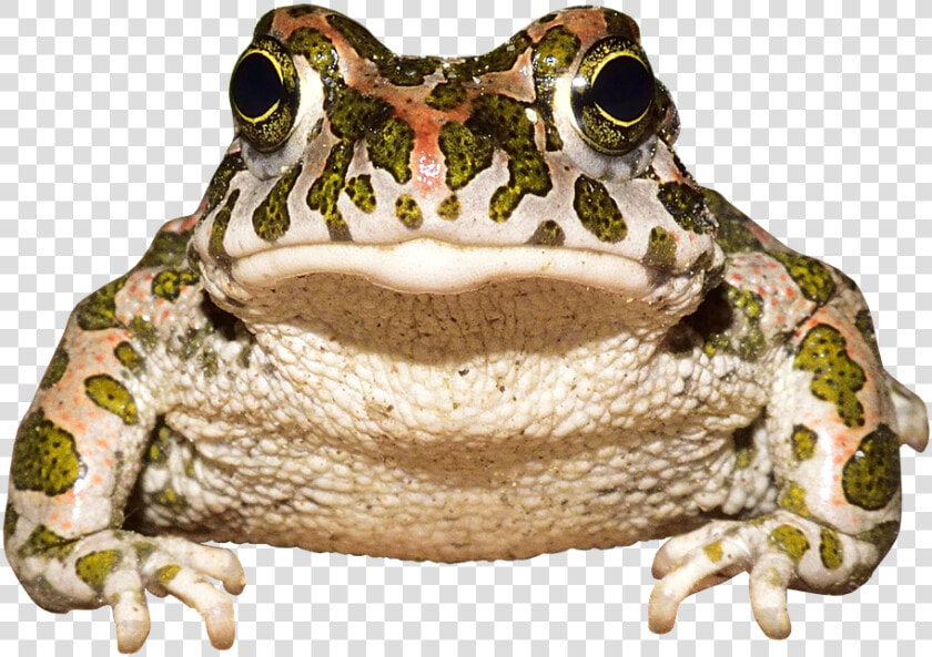 Frog  Toad  Amphibians  Animal World  Urmonster   Frog  HD Png DownloadTransparent PNG