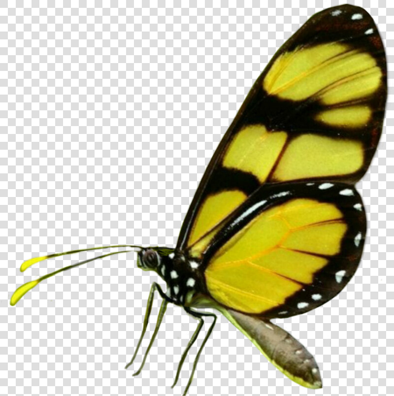  batterfly  fly  tumblr  ftestickers  yellow  insects   Brush footed Butterfly  HD Png DownloadTransparent PNG