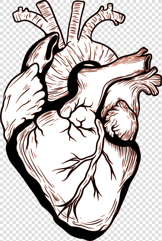 Heart Human Body Drawing   Heart Organ Vector Png  Transparent PngTransparent PNG