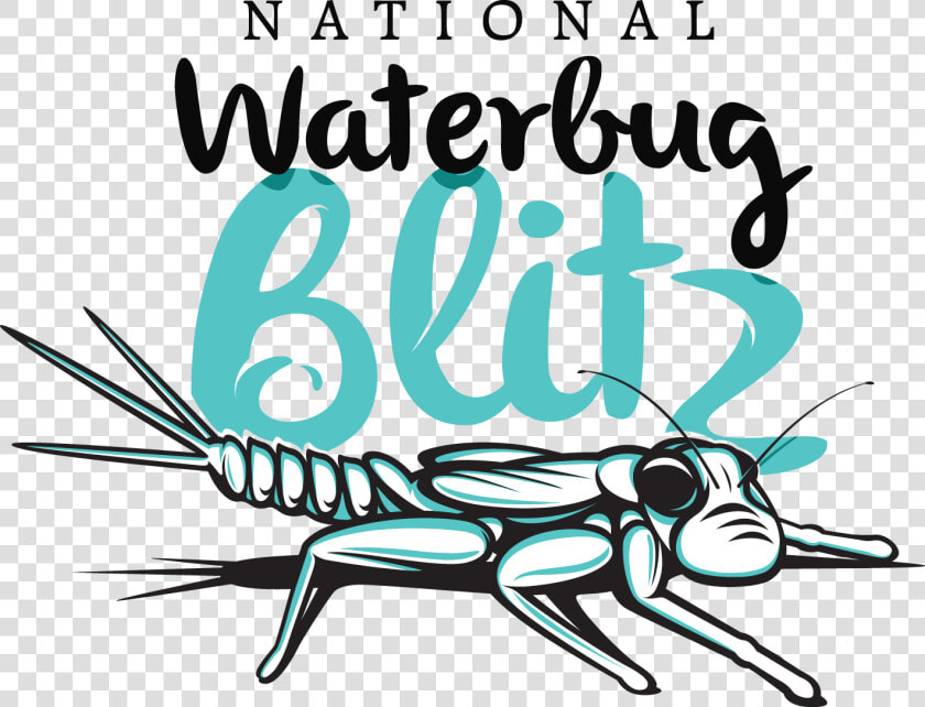 Waterbug Blitz  HD Png DownloadTransparent PNG