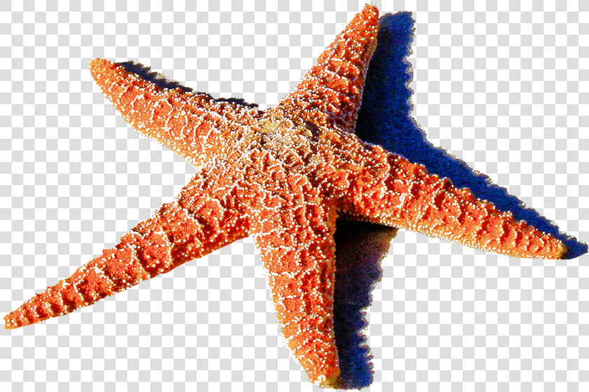 Red Starfish Png 1459k Clipart Panda Free Clipart Images   Ocean Starfish  Transparent PngTransparent PNG