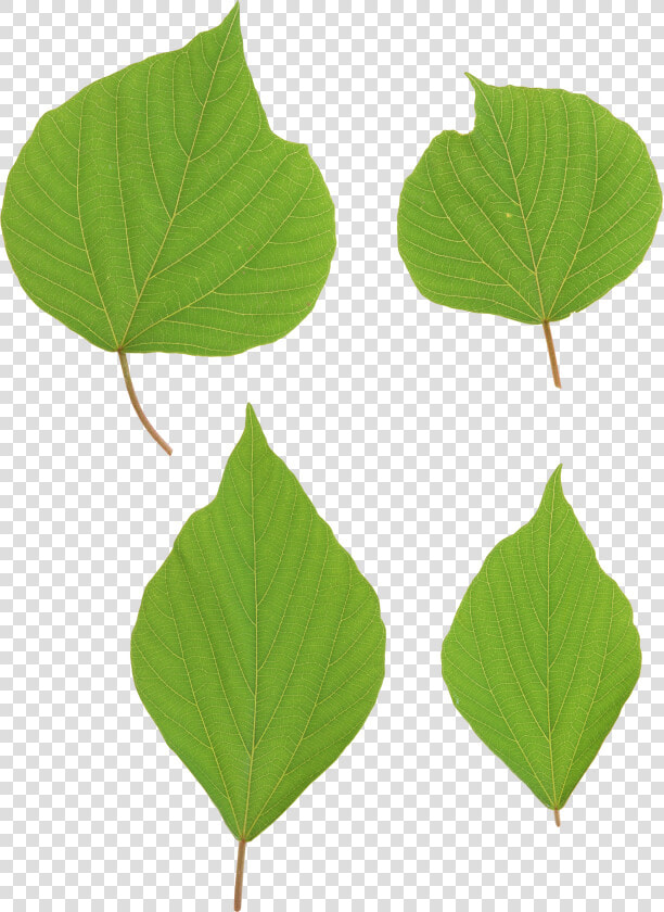 Green Leaves Picture Png   Portable Network Graphics  Transparent PngTransparent PNG