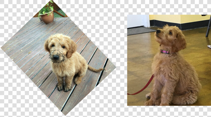 Picture   Goldendoodle  HD Png DownloadTransparent PNG