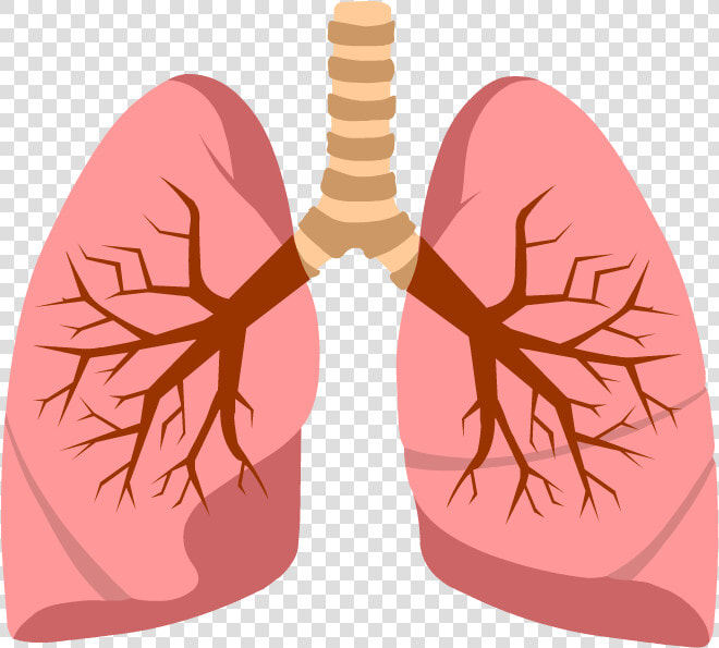 Cystic Fibrosis Png   Cystic Fibrosis Images Png  Transparent PngTransparent PNG