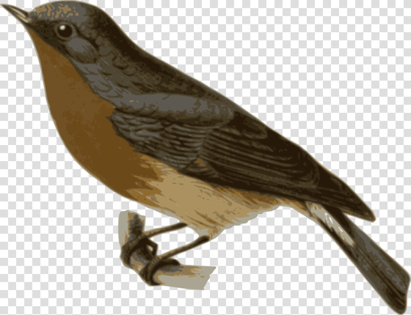 Perching Bird cuculiformes old World Flycatcher   Gray And Brown Bird  HD Png DownloadTransparent PNG