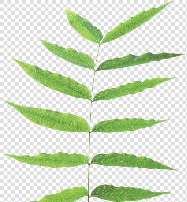 Green leaves   Stem And Leaf Plant  HD Png DownloadTransparent PNG