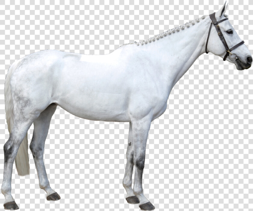 Latina   Stallion  HD Png DownloadTransparent PNG