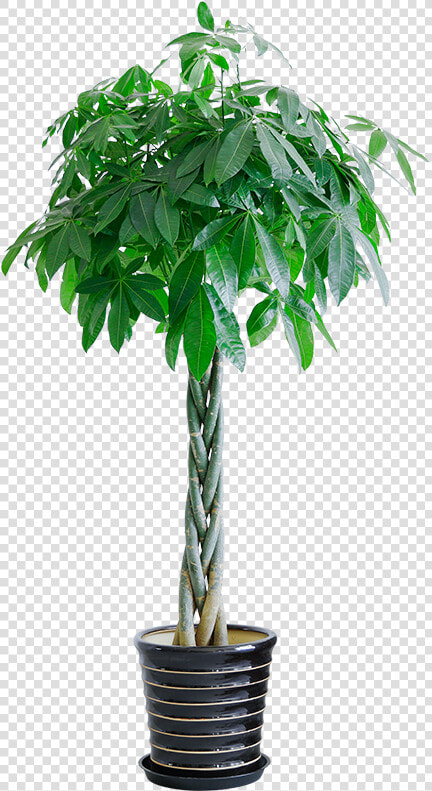 Aiyou Shang Five Braided Backgammon Rich Tree Potted   Houseplant  HD Png DownloadTransparent PNG