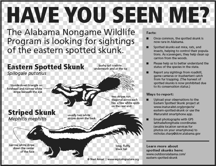 Eastern Spotted Skunk  HD Png DownloadTransparent PNG